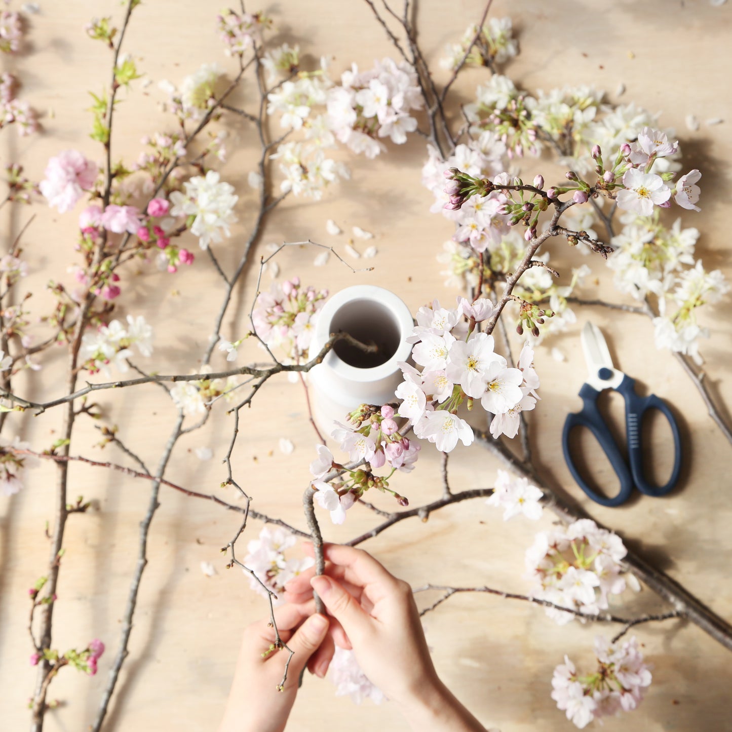 【定期便】アカデミックプラン