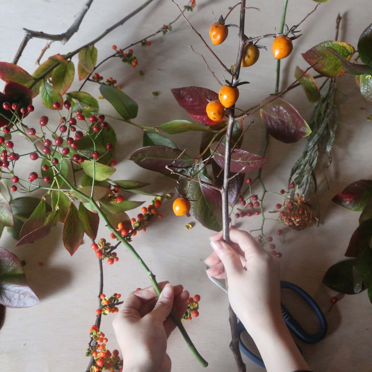 【定期便】アカデミックプラン